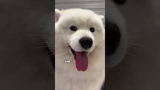 The Puppy Was All Alone… Until They Found Her #shortvideo #rescue #cute #animals #puppy #dog