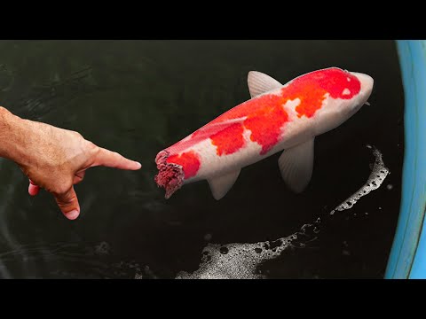 SAVING Colorful Fish From Black Tar Water