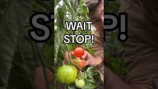 Don’t Harvest Your Tomatoes Like This! #garden #gardening #shorts