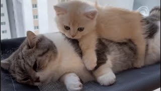 Attention! Do not ever see if you are raising an onlychild cat