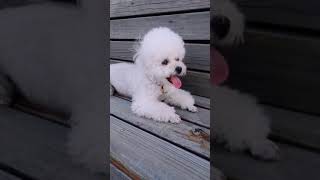 Lovely Baby puppy #short #2882