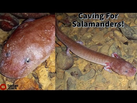 Caving For Rare Salamanders, Eastern Milk Snake And More!