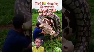 #AIcow #گائے_ناگ #GaayKaJadoo #FunnyDesi #SnakeCow #وائرلویڈیو #GaonKiVideo #DesiAI #CowSnake #AITra