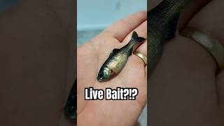 The most realistic fishing lure award goes to the 6th Sense Panorama!