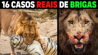 LEÃO X TIGRE - 16 Casos REAIS de Luta