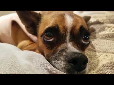 Arden 20180408