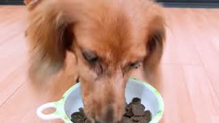 臘腸狗dachshund Coffee🐶動物星球寵物用品 Herz 赫緻低溫烘焙犬糧2磅 開箱大吃