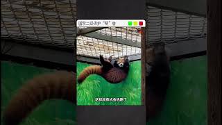 那些关于小熊猫的秘密！ #动物
