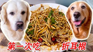 第一次吃折耳根，铲屎官vs狗狗谁先扛不住？