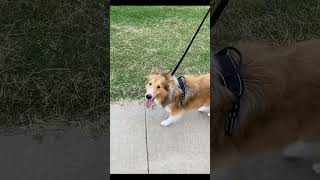 Dog's Funny Reaction to Being Asked to Walk#DogLife #FunnyDogs #PetHumor #DogWalk