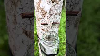 survival skills how to get water in the forest #camping #bushcraft #forest