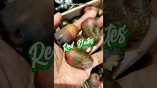 Red Dates #shorts #dates #datesfruit