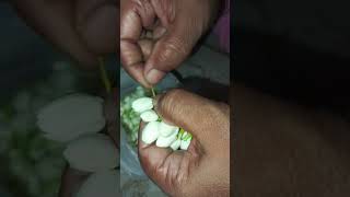 mallipoo#jasmine #mallipoo #mallipoosong #song #viral #love #ytshorts #trendingshorts #music #trend