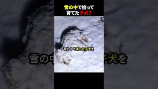 ㊗️1500万再生！！ 雪の中で拾って育てた子犬？ #ほっこりショート