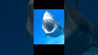 Shark Week 2025 begins July 20 #shorts #sharkweek #sharkweek2025