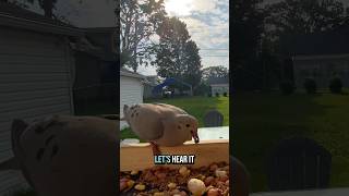 Trying to Befriend Crows: Day 23
