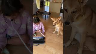 #singingdog#dog#ピアニカ#鍵盤ハーモニカ🗣️🐕🐶🤣😂