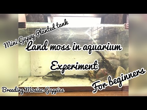 Mini Guppy Planted tank (with land moss)