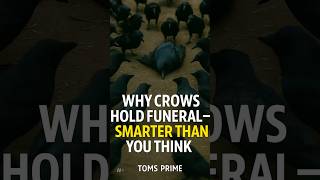 Why Crows Hold Funerals – Smarter Than You Think
