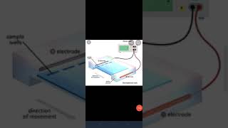 Electrophoretic techniques, IMSc, II Sem (softcore - 1)