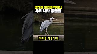 생태계 교란종을 막아낸 한국 동물들