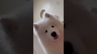 #doglover #puppy #doglove