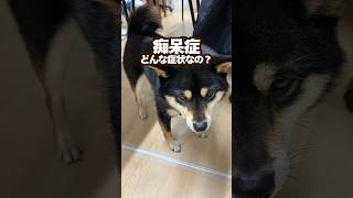 急増‼️犬の痴呆症（認知症）#心臓病 #犬  #動物病院 #獣医師  #咳  #柴犬 #心不全  #僧帽弁 #歯周病 #肺水腫 #ごとふ #歯石  #かわいい #ごはん #狂犬病 #予防注射