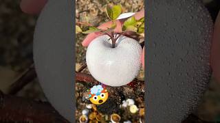 TOP 5 Fruits That Looked SO Weird Before! #fruitfacts   #healthyeating  #fruit