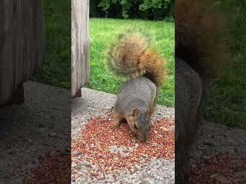 #closeup  #squirrelvideo #happysunday