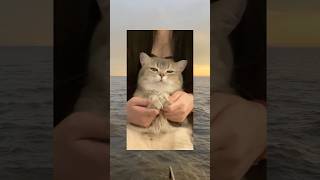 ネコがエジプトミームするとこうなる... #twitter #tiktok #おもしろ #Shorts