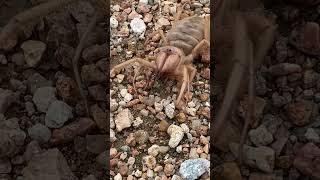 Camel spider/ Sun spider/ Solifugae is an order of arachnids. #spider #nightmare #nature #africa
