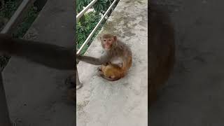#monkey #monkeyson #view #sons #nepal #animals #allanimals #allanimalsvideos