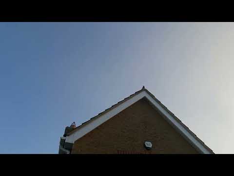 Blackbird morning song