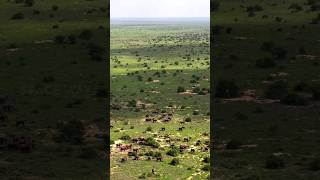 Hyderabad’s Forests Are Dying Who Will Speak for the Wild? #shorts #animal