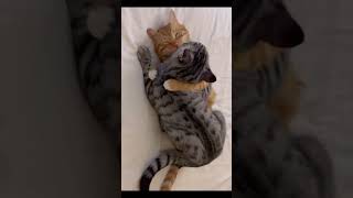 Apt Meow best friendship Meowing meow #meowcat #cat #kitten