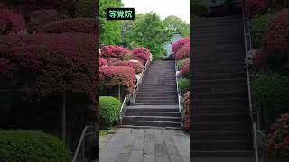 ＃等覚院　＃つつじ寺　＃川崎市宮前区