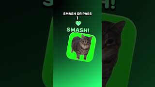 #cat #blackscreen #roblox #memes #getnoticed #cash