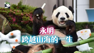大熊猫永明：跨越山海的一生，浜家族的创始熊