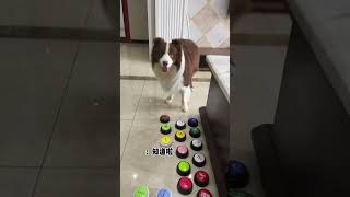 有较好的自我管理意识的小狗#狗狗 #边牧 #鱼仔是真的狗