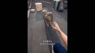 OIIAOIIA CAT on the street #oiiaoiia #memes #happycats #maxwellcat