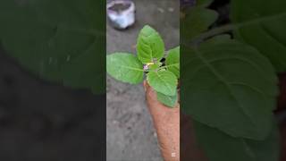 ছোট তুলসী গাছ রোপন করলাম।তুলসী গাছ লাগানোর সঠিক নিয়ম |#গাছেরপরিচর্যা