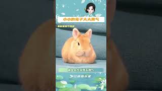 兔子生氣一跺腳引發零級地震#兔子 #動物 #可愛 #冷知識
