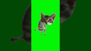 Silly Cat Dance | Green Screen #catmeme #cats #kitty #kitten #meme #dancing #silly #fyp