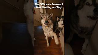 Difference Between a Wolf, Wolfdog & Dog! #petwolf #wolfpup #wolfdog