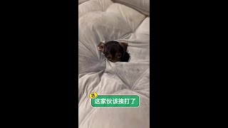 牠的遭遇，讓人心疼又憤怒！#狗狗 #毛孩子 #動物世界 #記錄可愛的動物