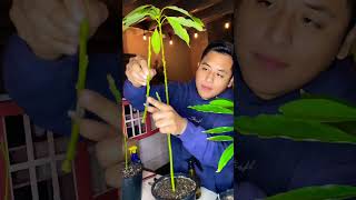 (PART 1) 3 WAYS TO GRAFT AVOCADOS by Bosesgreenlife #grafting #avocadografting #avocadoking