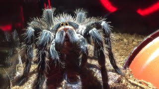 WATCH Tarantula Eating a WORM Time lapse || Lasiodora Parahybana - Brazilian salmon pink bird eater