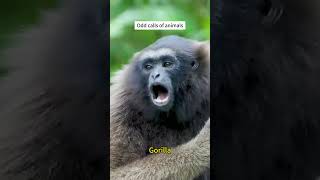The bizarre sounds of animals#animals #funny #sound