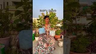 Soil mix for Hibiscus 🌺 Best flowering plant for beginners #trendingshorts #gardening