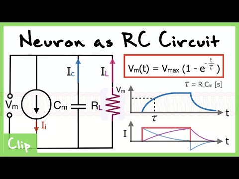 Neuron As RC Circuit Explained And Analysis of the Time Constant Tau | Clip